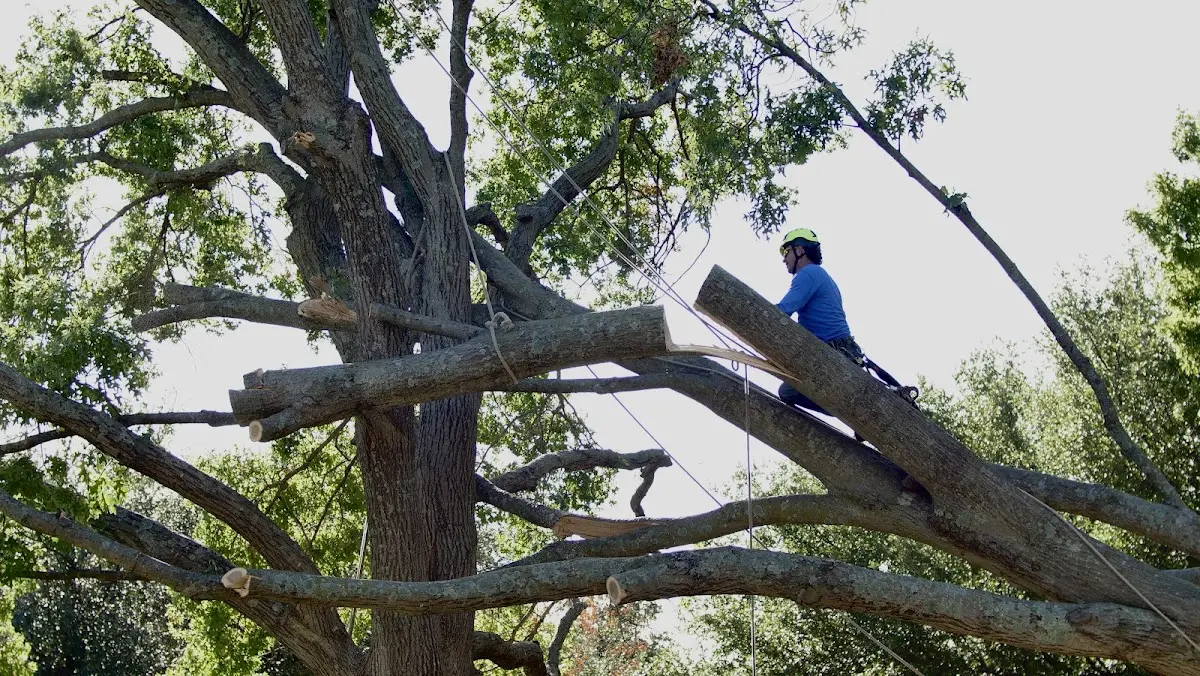 Professional Crown Thinning performed by certified arborists in New Douglas