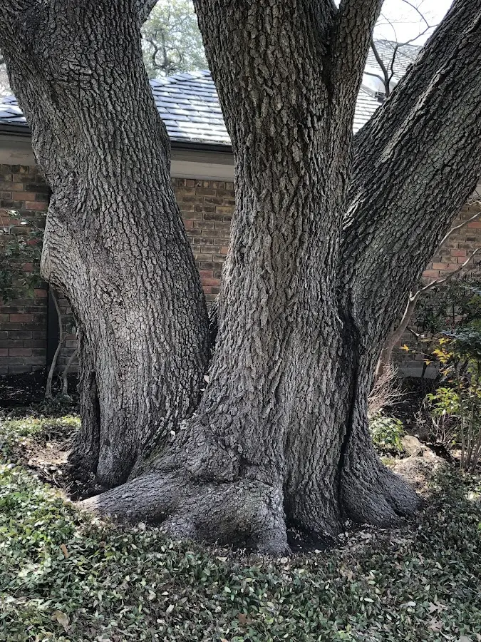 Mature heritage tree close to a New Douglas property cared for by certified arborists