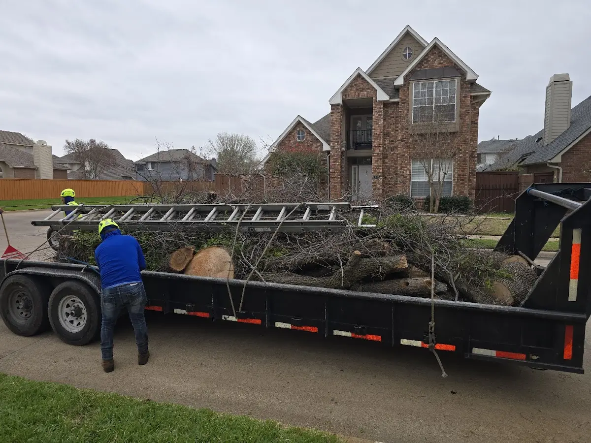 Expert Tree Removal with proper safety equipment in New Douglas